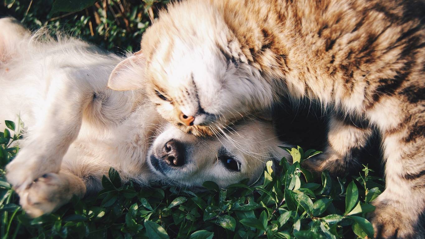 Â¡Adorable! Perro "pacifista" detiene inminente pelea entre dos gatos