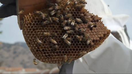 Rescatan abejas desde el techo de una casa