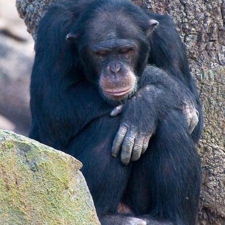 El Chimpancé se reconoce en el espejo