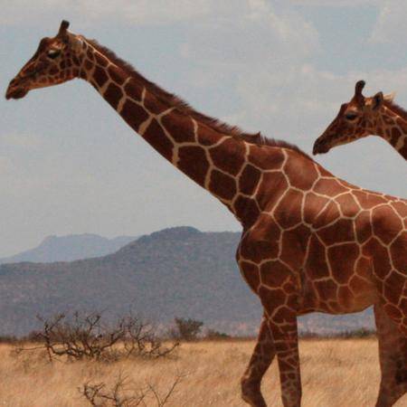 La jirafa tiene 7 vértebras cervicales