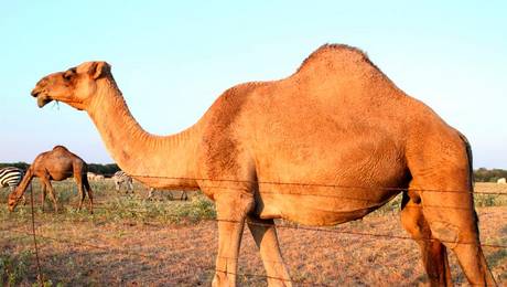 Los camellos son animales de mal carácter 