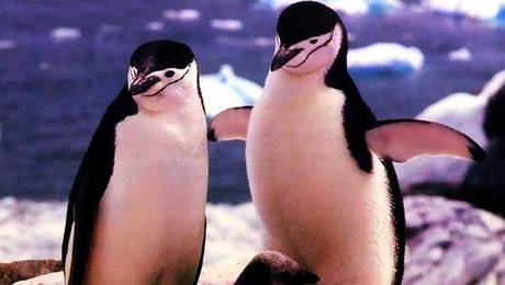 Los pingüinos son aves nadadoras