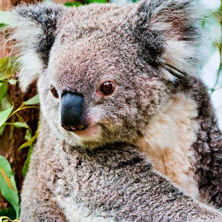 El koala muy rara vez toma agua