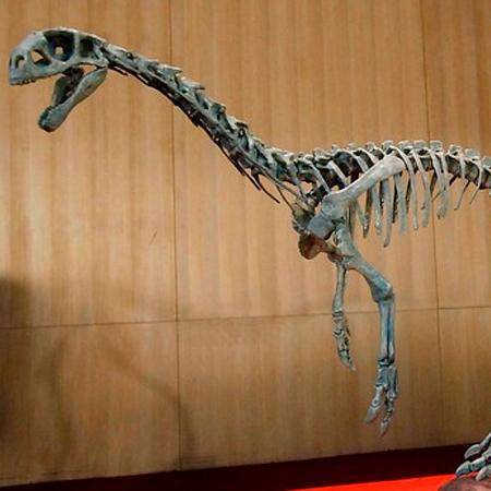 Conoce al Chilesaurus