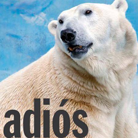 Muere oso polar del Zoológico Metropolitano