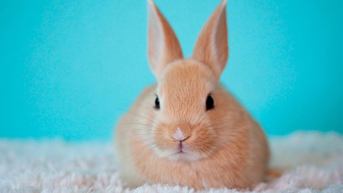 Bunny-.jpg