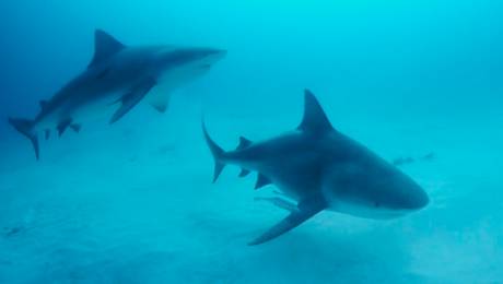 Experiencia límite con tiburones 