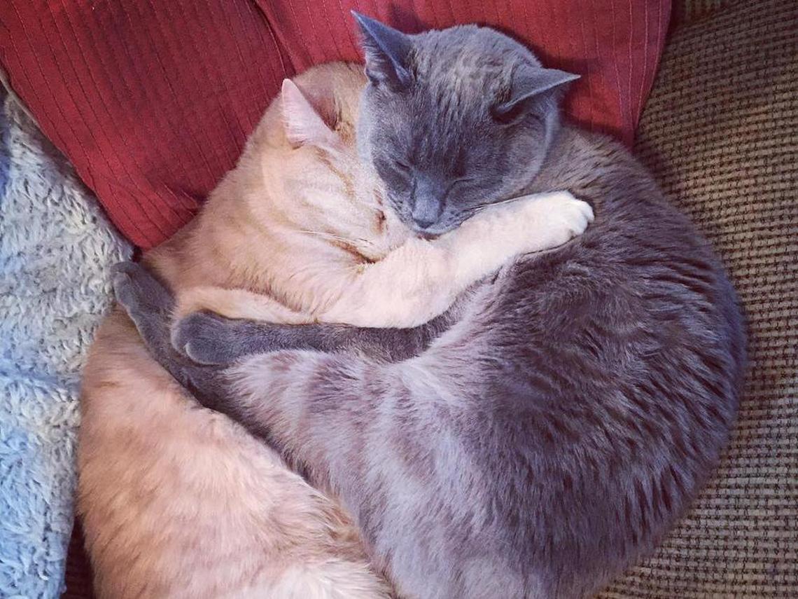 dos-gatos-abrazados.jpg
