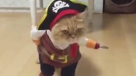 \"Gato Pirata\" la rompe en la web