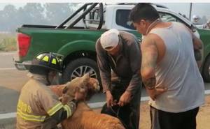 Así fue el rescate de tres perritos en medio de incendios forestales de Quillón