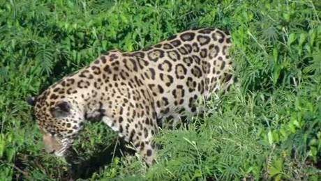 Jaguar caza a caimán en el agua