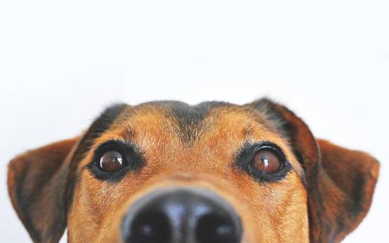 La ciencia descubre el misterio tras la irresistible mirada de los perros.jpg