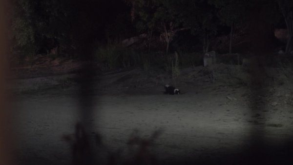 Un perro escarba afanosamente en la tierra
