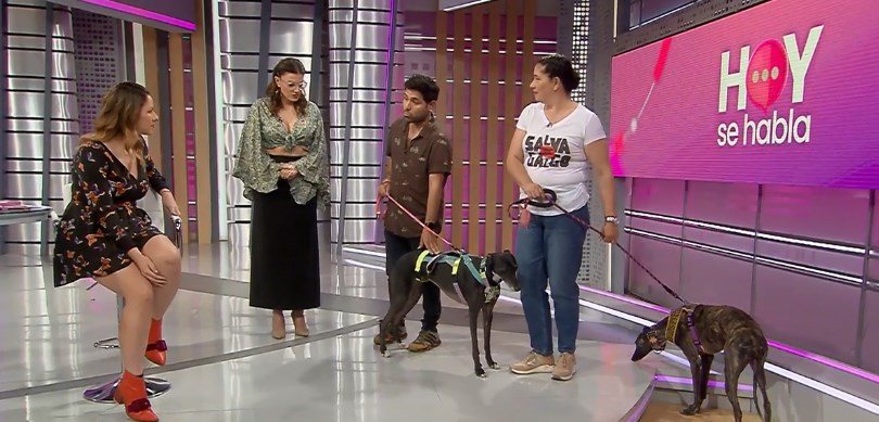 Pura maldad: La triste vida de los perritos galgos maltratados en carreras clandestinas
