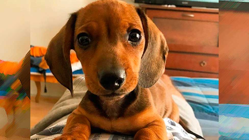 ¿Cómo cuidar a nuestras mascotas del extremo calor?
