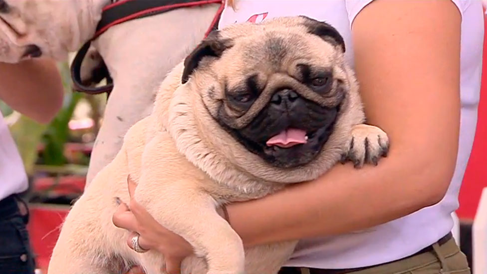 ¿Cómo evitar la obesidad en nuestras mascotas?
