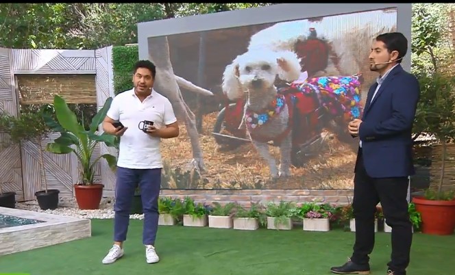 Aumentan denuncias por maltrato animal pero no las sanciones
