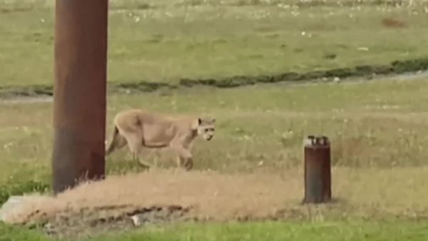 Gino se encontró con un puma en Torres del Paine
