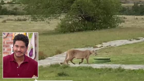 Gino Costa tuvo un encuentro cara a cara con un puma
