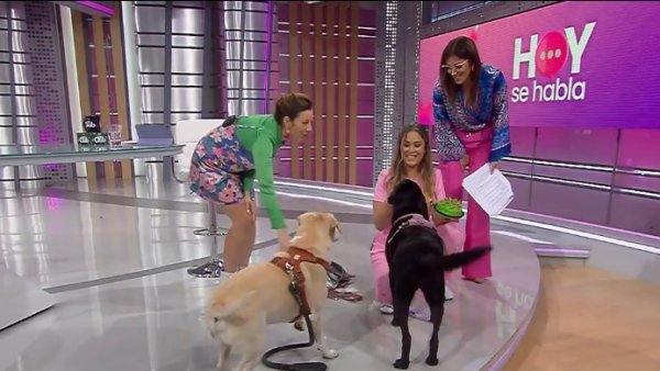 El paso a paso para inscribir a tu mascota en el Registro Nacional
