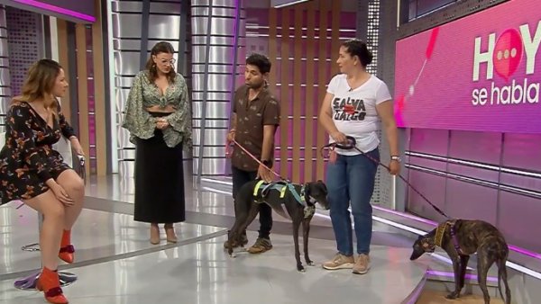 Pura maldad: La triste vida de los perritos galgos maltratados en carreras clandestinas
