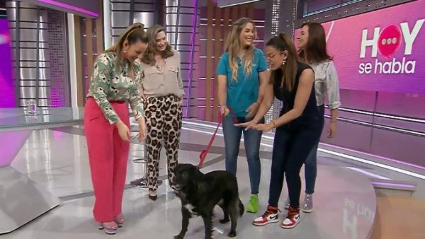 ¡Atención! Las alergias llegaron y también afectan a nuestras mascotas