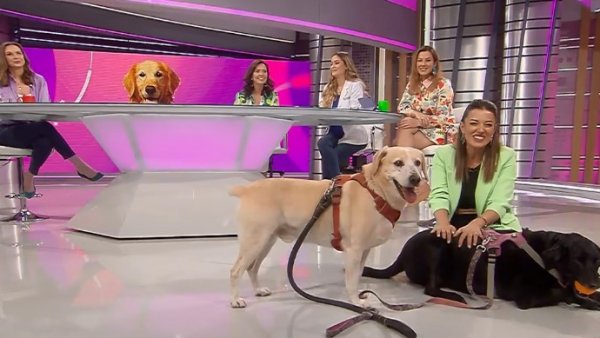 Los requisitos y cuidados para adoptar una mascota
