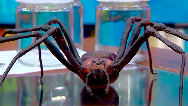 ¡Atención miedosos! Así se combate correctamente a la temida araña de rincón