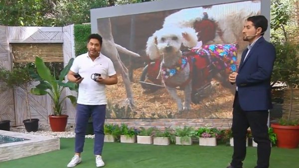 Aumentan denuncias por maltrato animal pero no las sanciones
