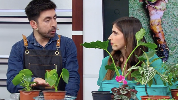 Aprenda a trasplantar y el correcto riego de plantas
