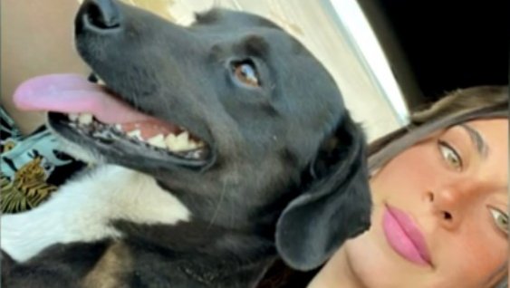 Así está "Blakie", el perrito rescatado tras ser abandonado en plena carretera en Colina
