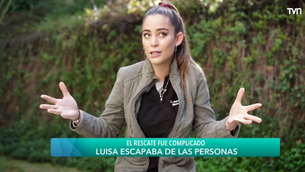 El abandono animal y la importancia de la adopción

