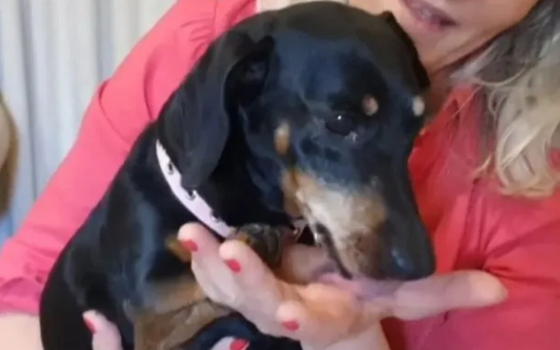 Quiere que se reconozca a su mascota como parte de la familia para faltar al trabajo y cuidarla
