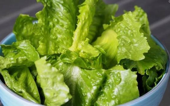 Científicos de EE.UU. crean lechuga que disminuiría el riesgo de osteoporosis
