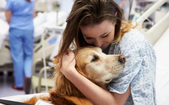 ¿Perros en hospitales?: Así ayudan los canes a niños que se encuentran internados
