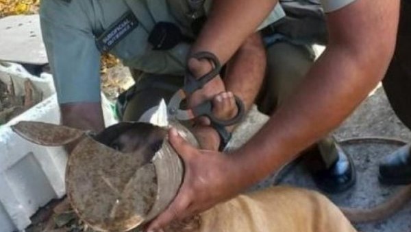 "En buenas condiciones de salud": Carabineros rescató a perrito que tenía su cabeza atascada en tarro
