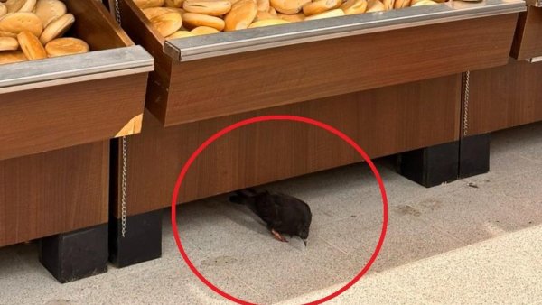 Encuentran paloma y sus fecas en mismo supermercado donde panadero lamió masas
