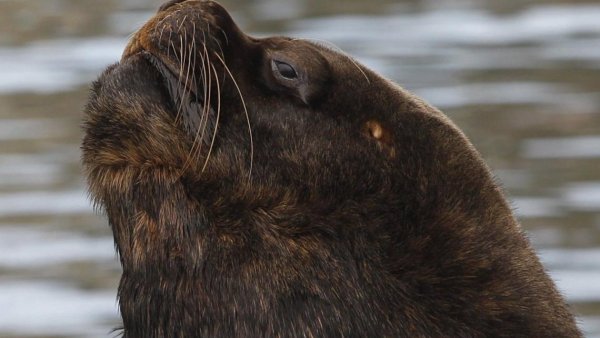 Lobo marino destruyó locales en la Feria Fluvial de Valdivia
