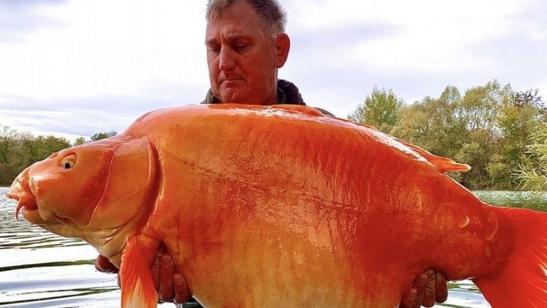 "Zanahoria": pescador halló uno de los peces dorados más grandes del mundo
