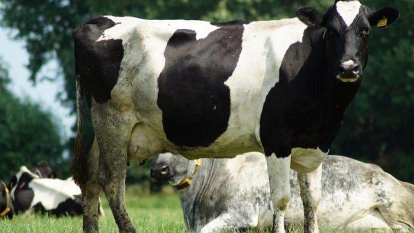 Cambio climático: científicos trabajan en plan para que las vacas dejen de eructar

