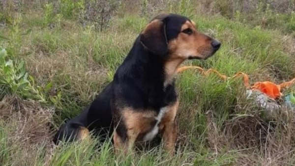 La historia de "Peluchín": el perrito que sigue esperando a su fallecido dueño en La Serena
