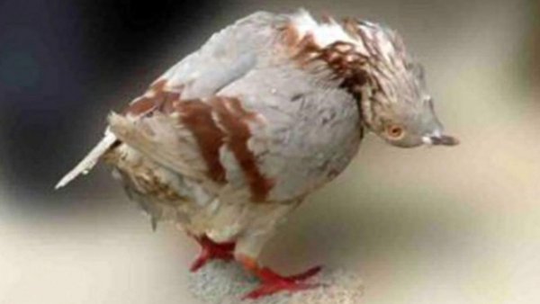Alerta por virus que provoca que palomas "se conviertan en zombies" en Reino Unido
