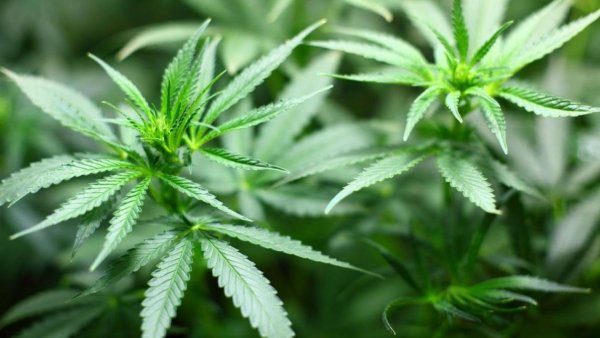 "¿El nuevo cigarrillo?": estudio dice que marihuana causaría mismos daños que el tabaco

