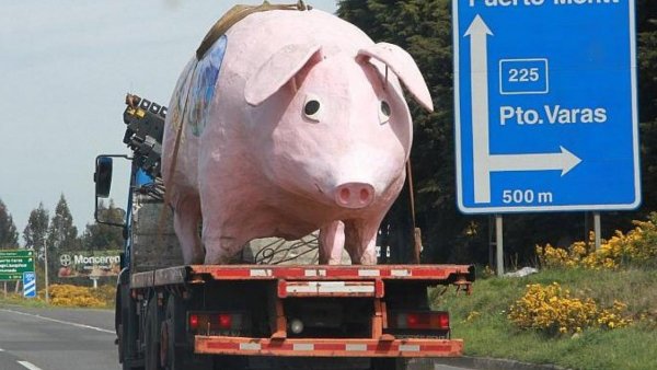 ¿Recuerdas al "Chancho Lorenzo"? Este es el nuevo destino de la icónica mascota de Deportes Puerto Montt
