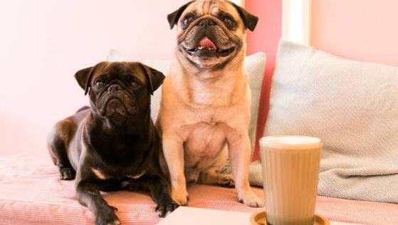 Cafetería londinense permite jugar y abrazar a perritos pug rescatados
