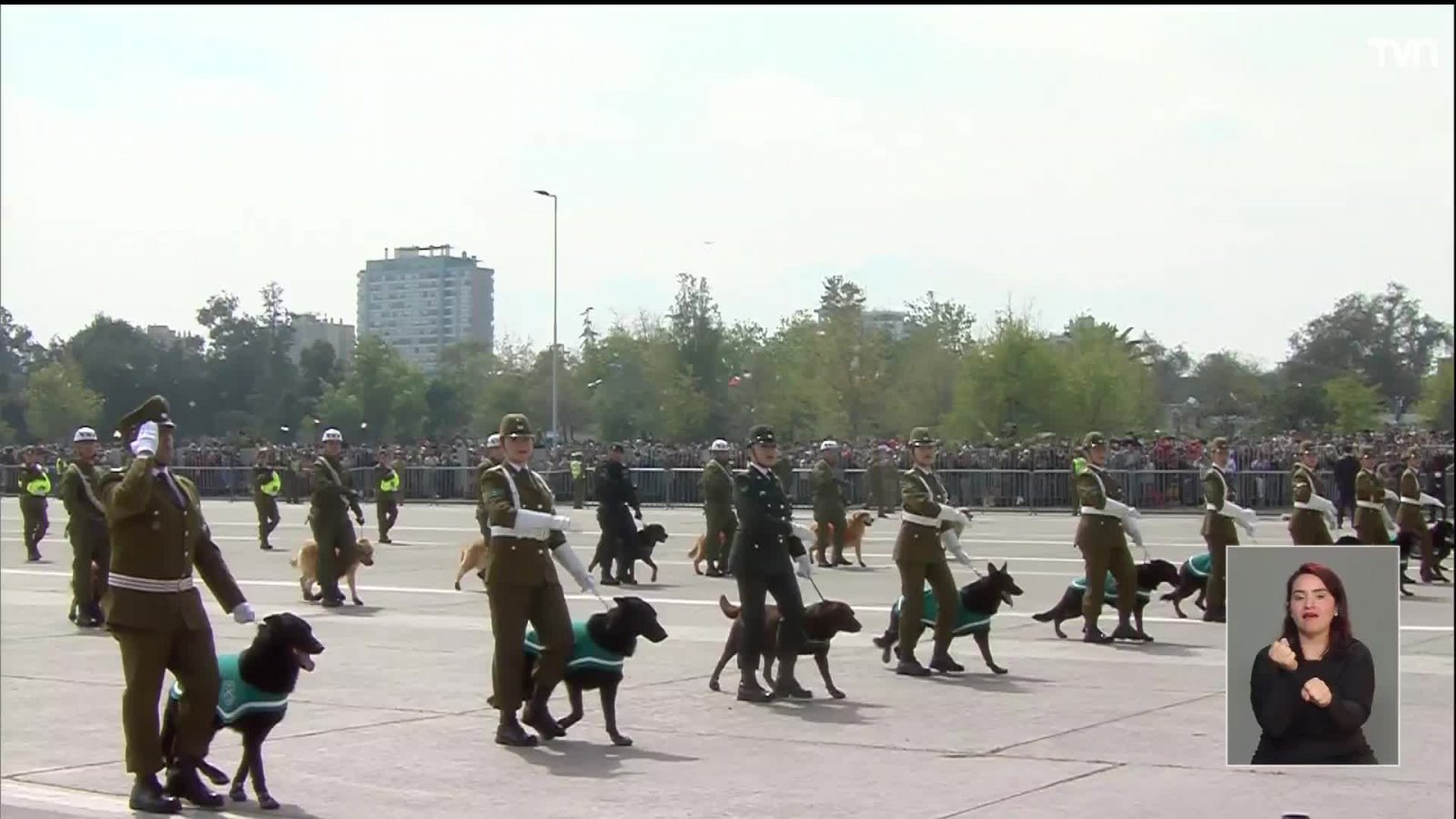Participación de perritos de Carabineros causó furor durante la Parada Militar 2022
