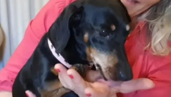Quiere que se reconozca a su mascota como parte de la familia para faltar al trabajo y cuidarla
