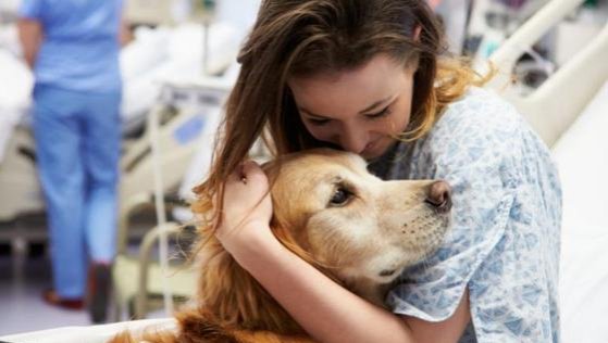 ¿Perros en hospitales?: Así ayudan los canes a niños que se encuentran internados
