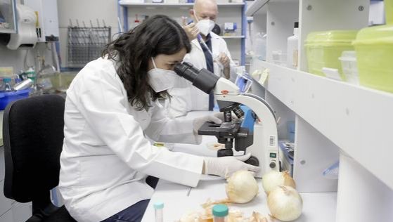 Chilenos descubren en la cáscara de cebolla el más potente antioxidante conocido hasta ahora
