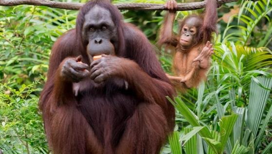 ¿Sexta extinción masiva?: los animales que podrían desaparecer en 2050
